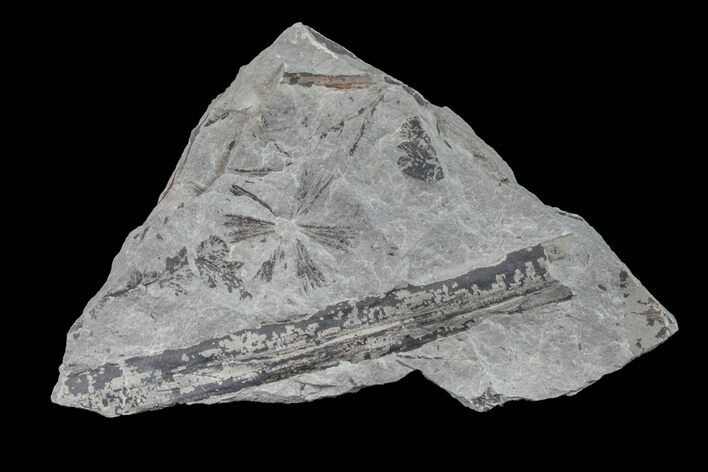 Pennsylvanian Fossil Flora Plate - Kentucky #154740